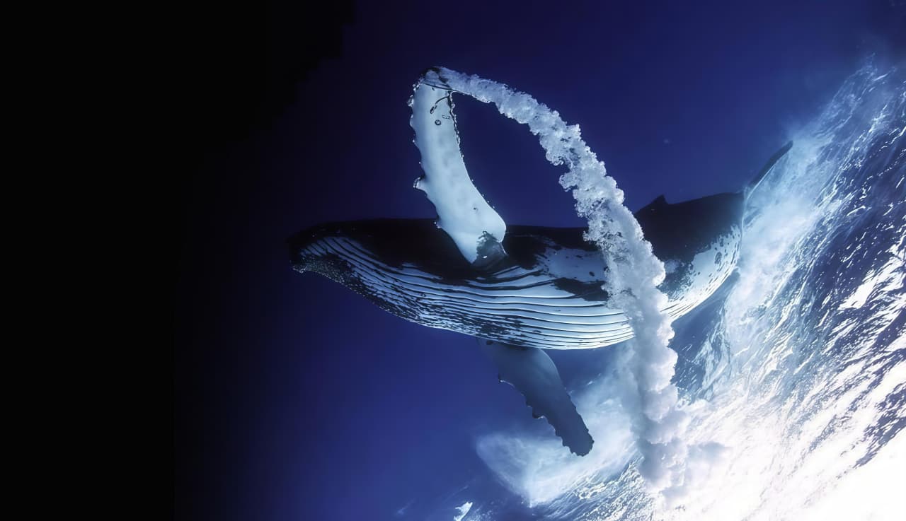 Deep Sea Creatures