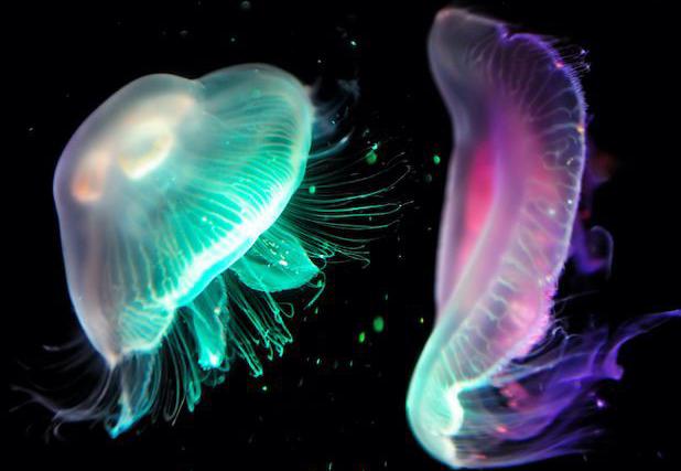 Bioluminescence