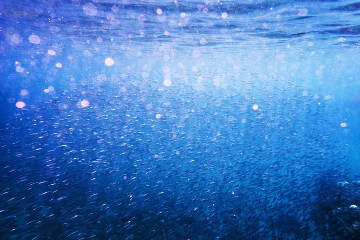 Marine Snow