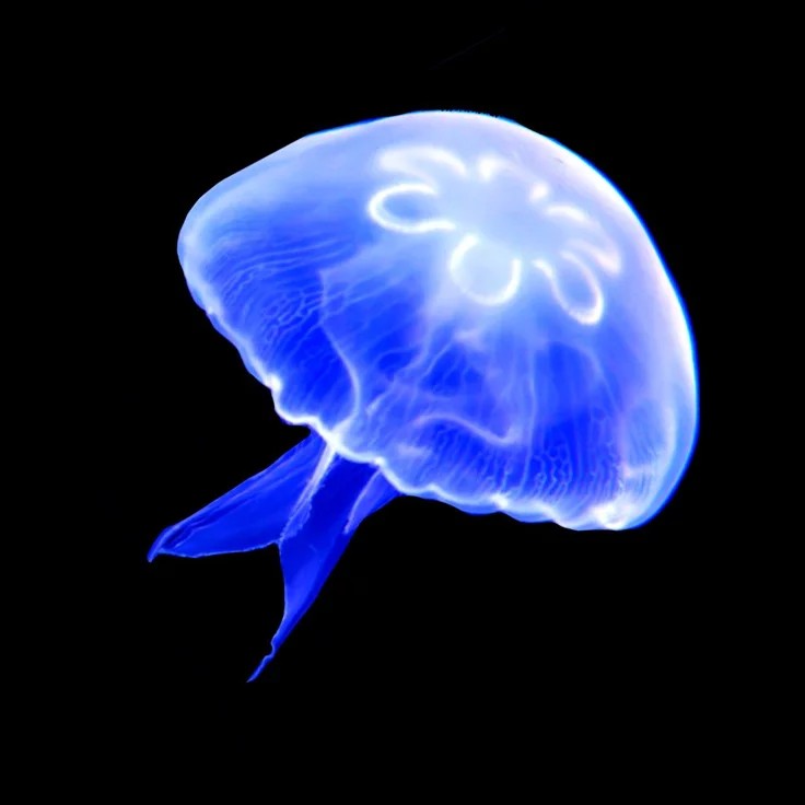 Jellyfish