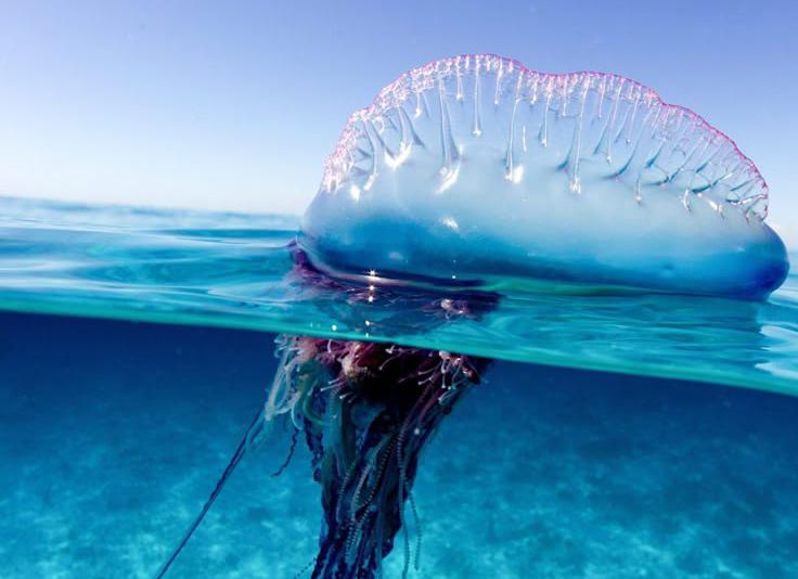 Marine Species