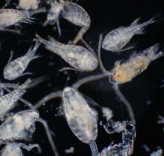 Zooplankton